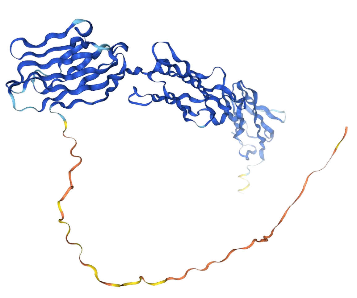 NECTIN3 NECTIN3