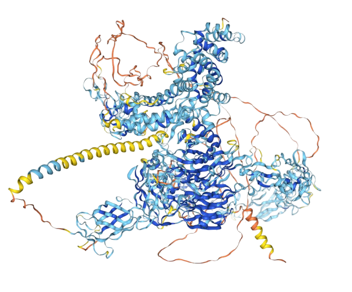 Plexin B1 Plexin B1