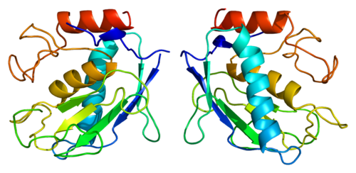 MMP-7