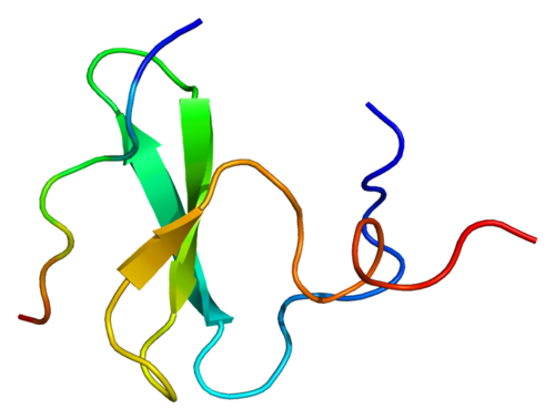 YAP1