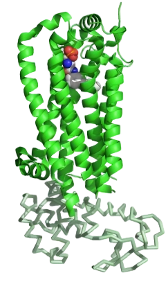 S1PR1