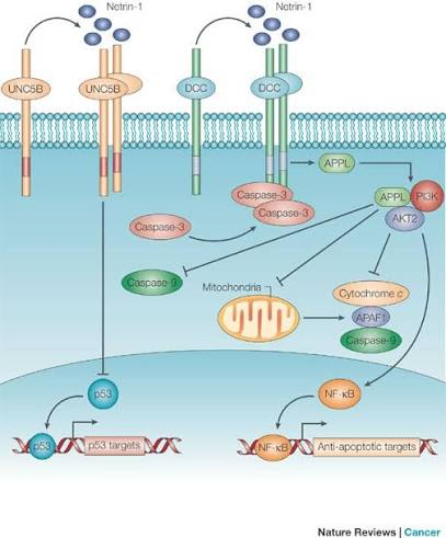 Netrin-1